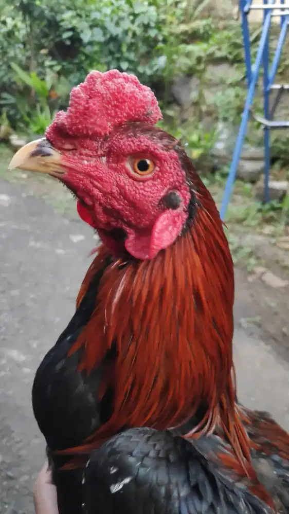 Ayam bangkok/pakhoy/pama