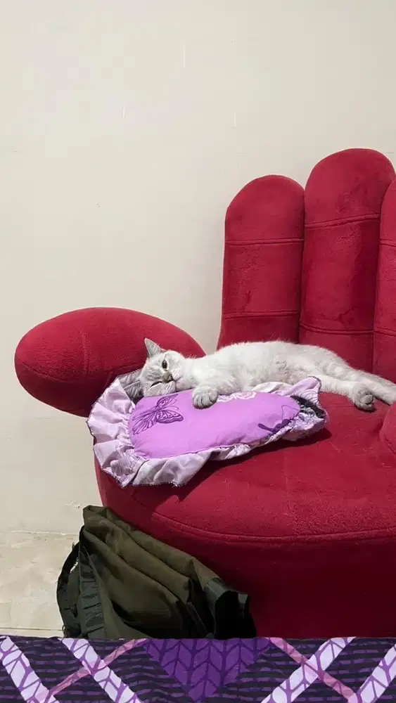 Kitten BSH dan Ragdoll 4 bulan