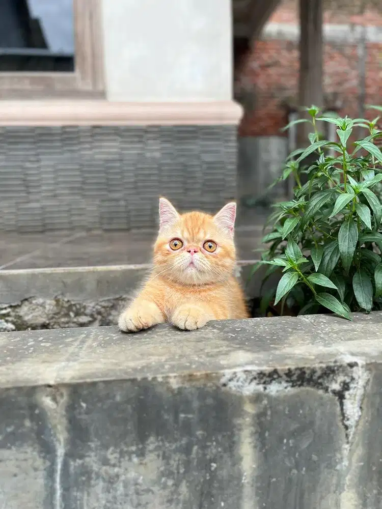 Kitten munchkin peaknose exo kucing minuet cebol