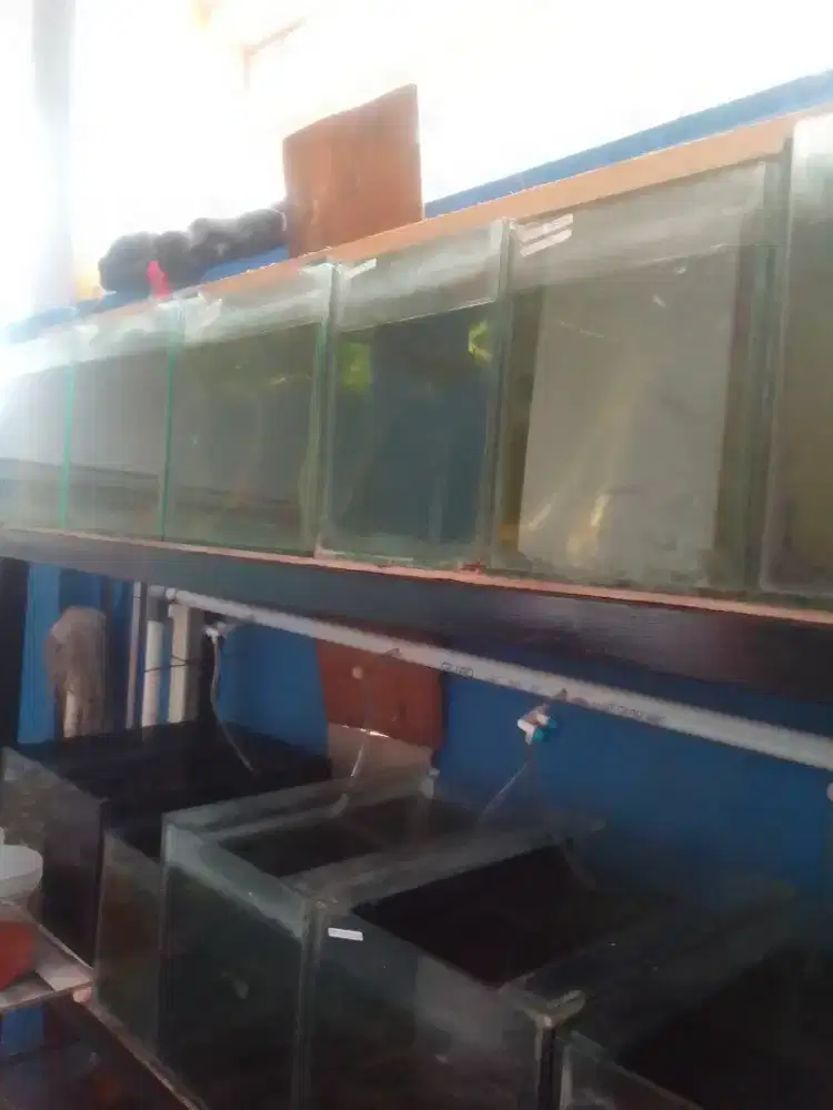 Jual ikan hias : black Moskow, PRTD, sky blue , hargasesuai ukuran