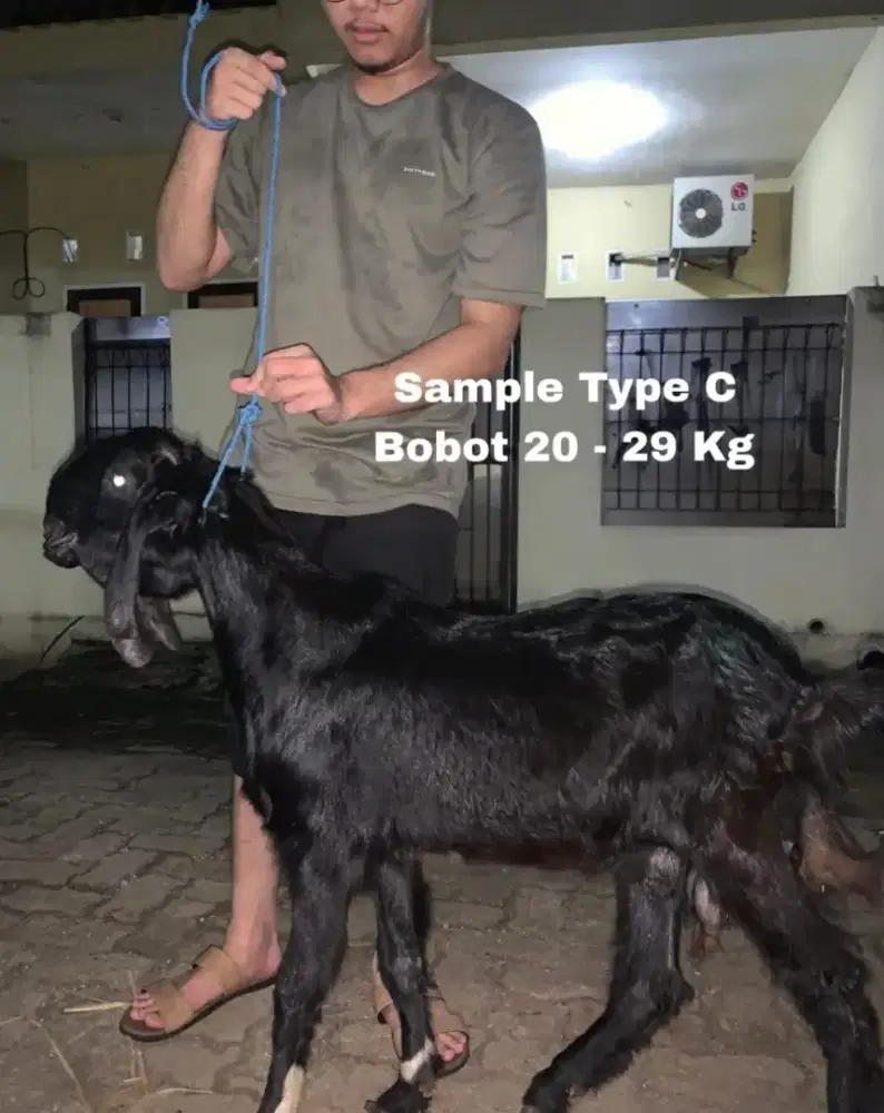 Jual Murah Kambing Utk Qurban& Aqiqah Sehat,Gak Ada Yg Cacat&Amanah