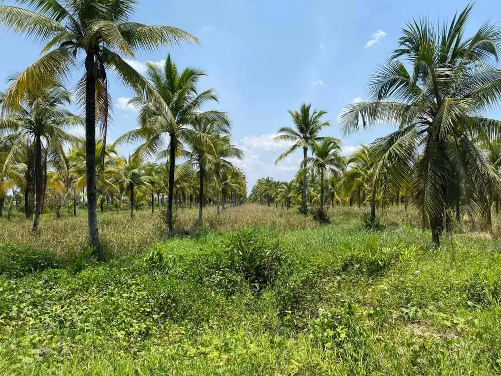 Lahan Strategis SHM 4,7 Ha di Kubu Raya
