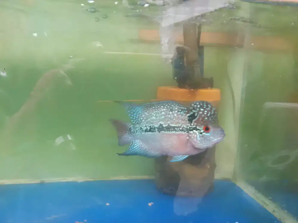 ikan louhan SRD