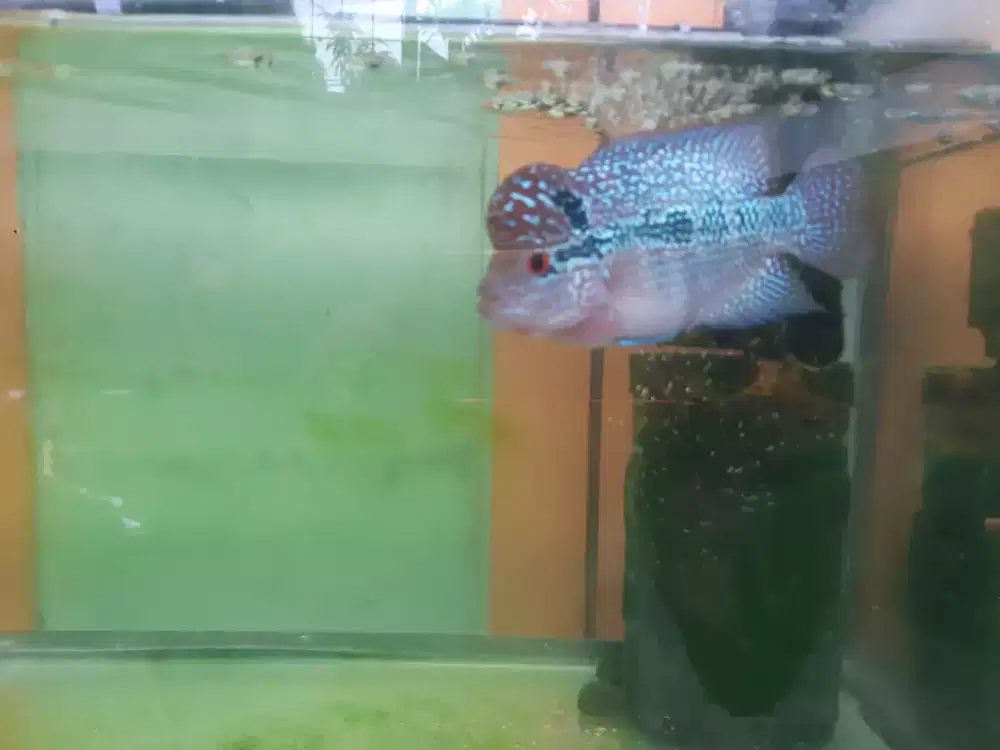 ikan louhan SRd