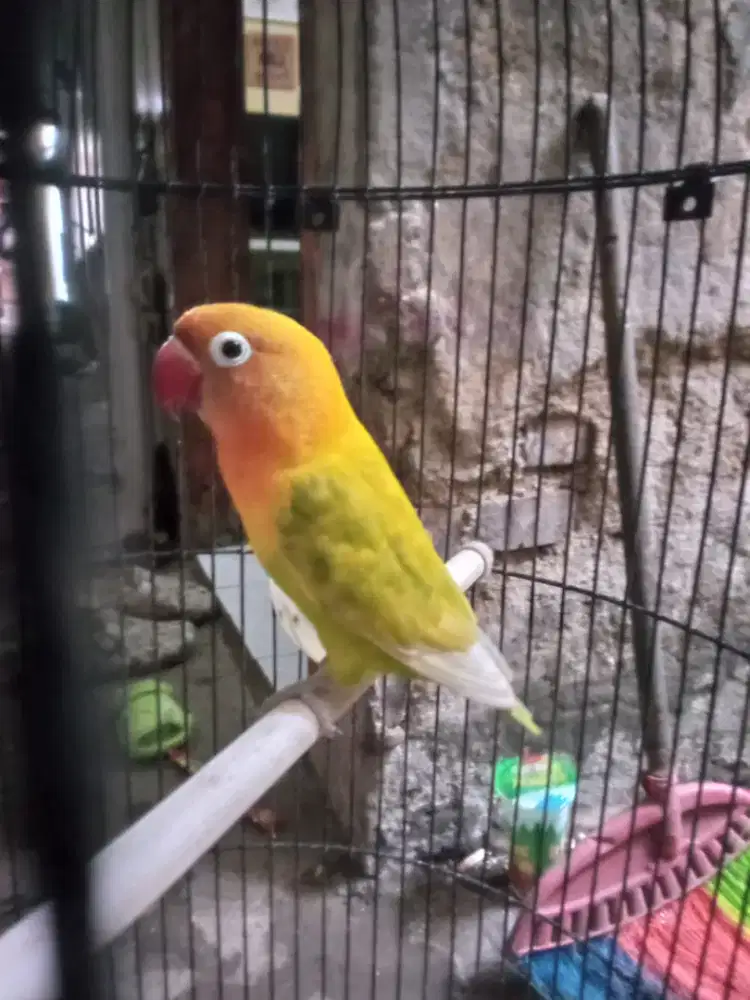 Burung love bird