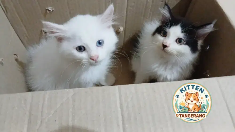 KUCING PERSIA MEDIUM MIX BLH