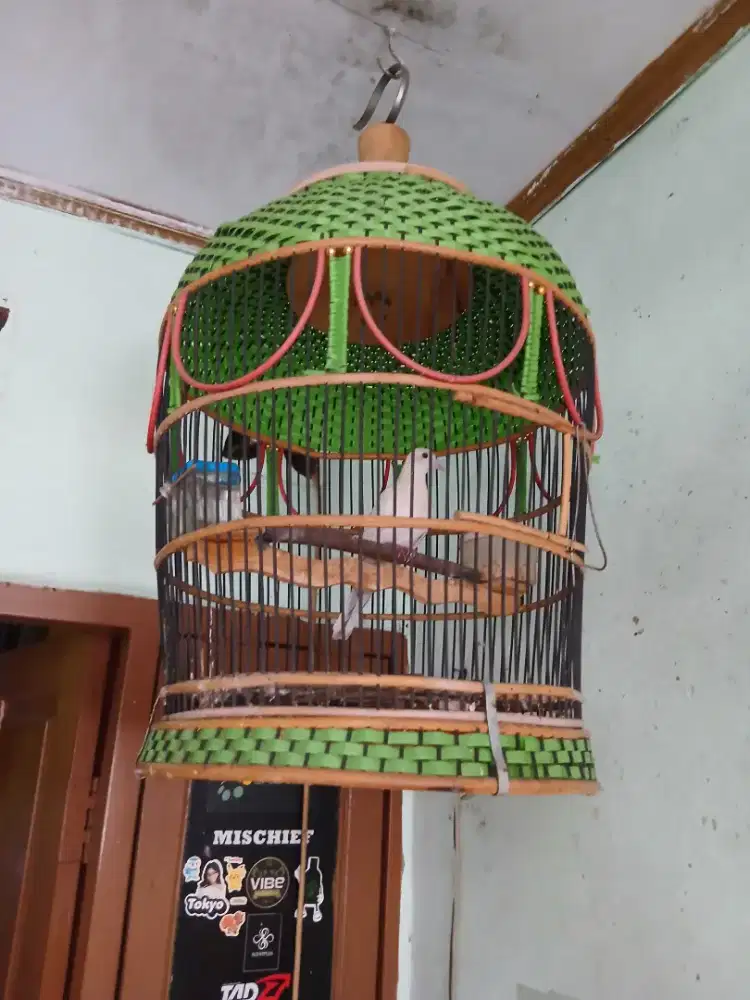 Perkutut putih lurik MM