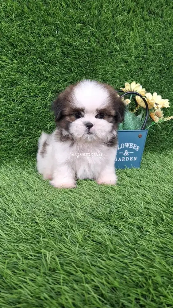 Mini Shihtzu Male