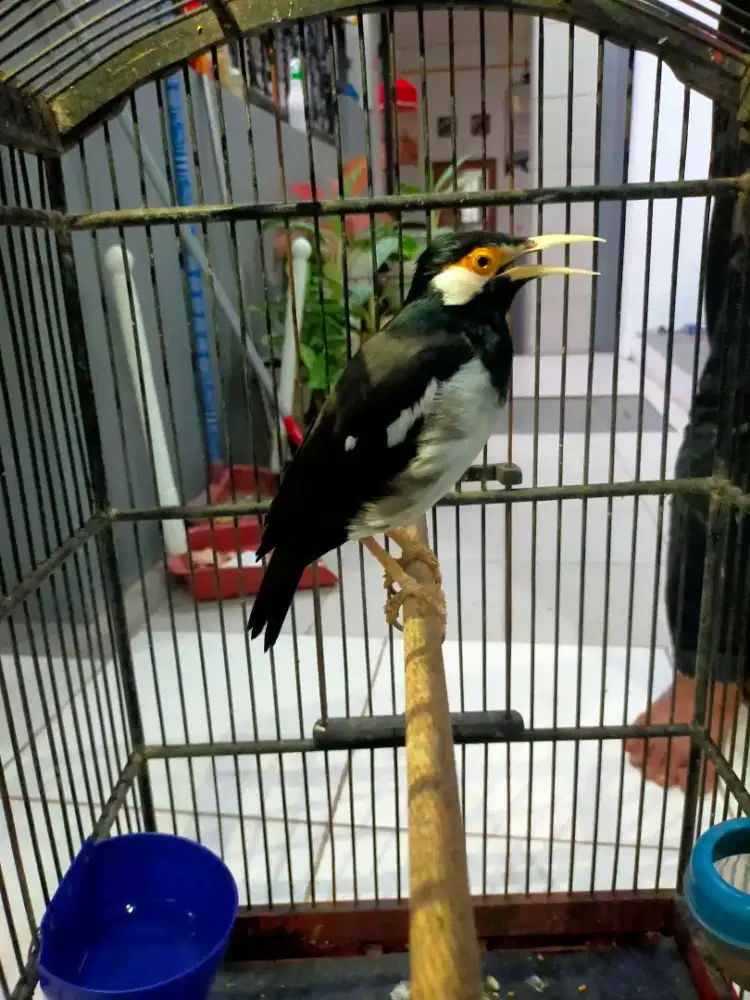 Jalak suren gacor