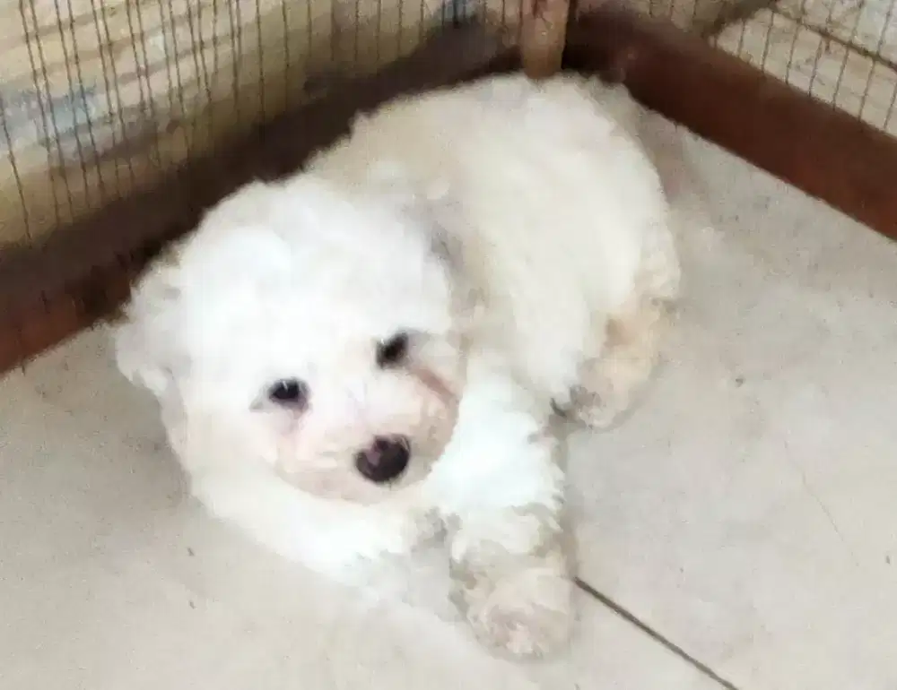 Bichon Frise stambum Betina