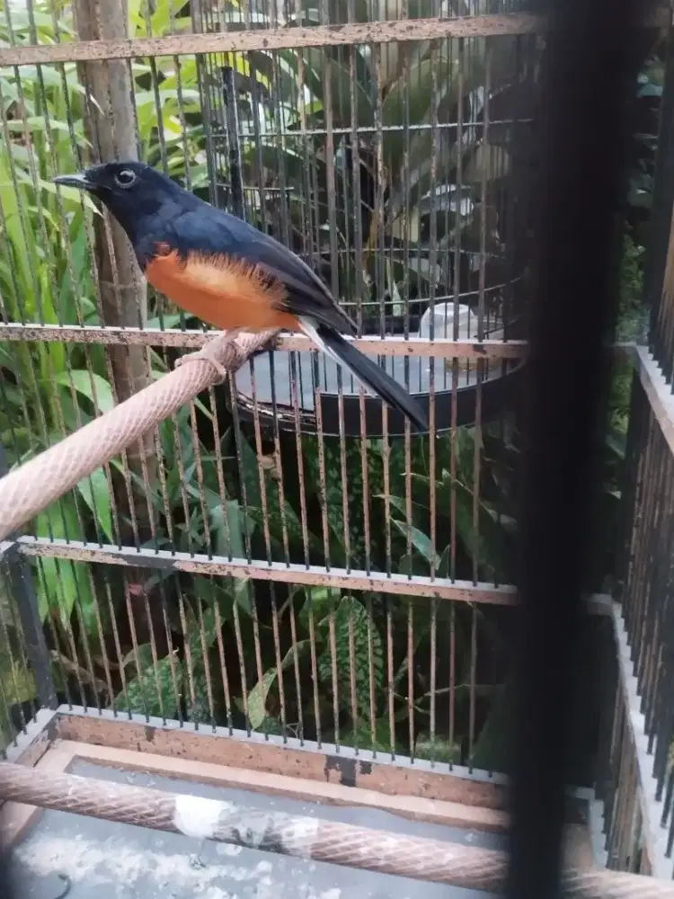 Murai dorong ekor expretasi