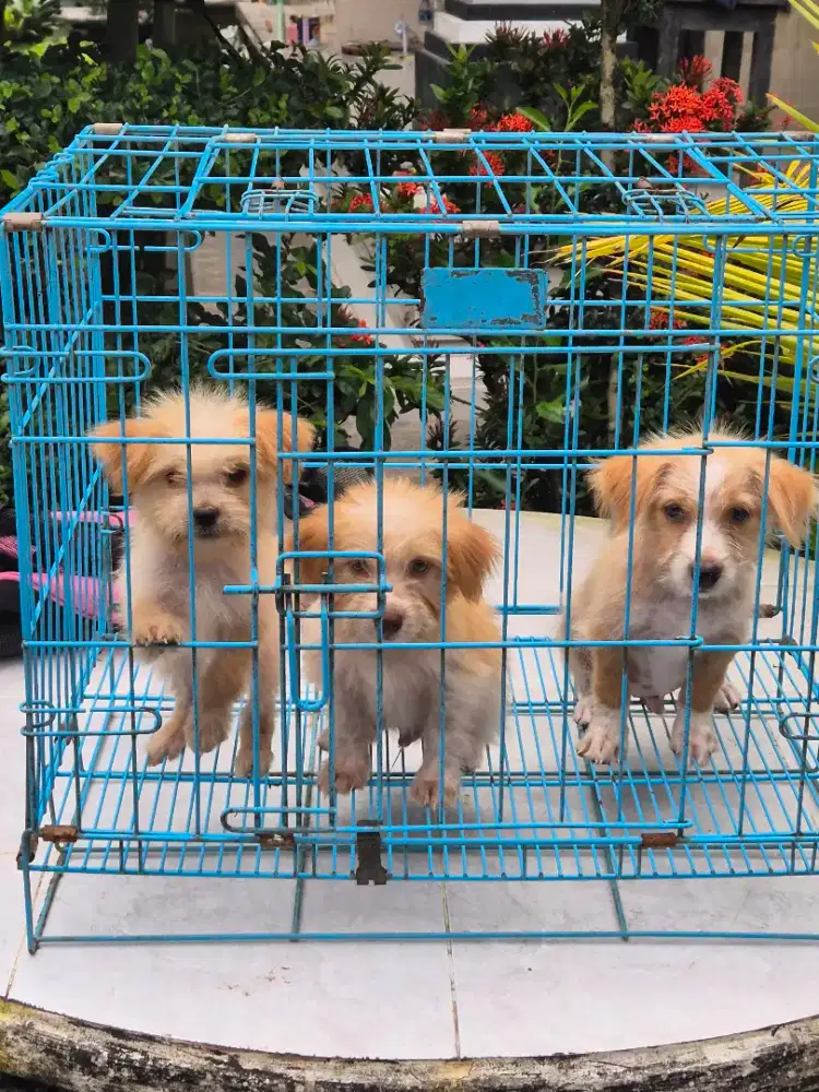 podel x mini pom