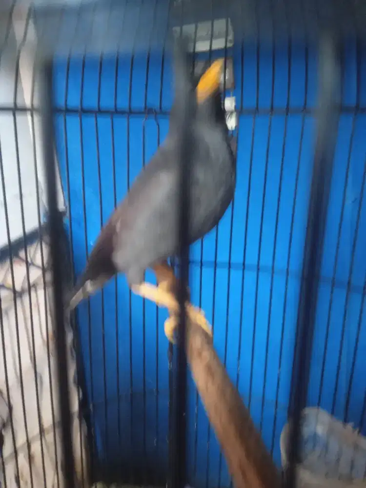Burung jalak kebo gacor