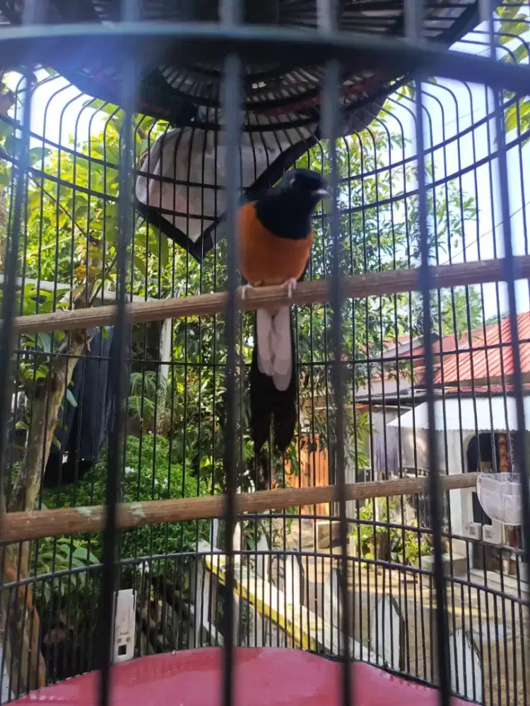 Murai pastol masih dokor, ekor panjang