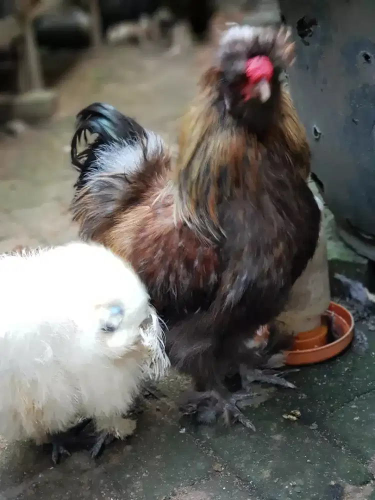 Ayam silky sepasang