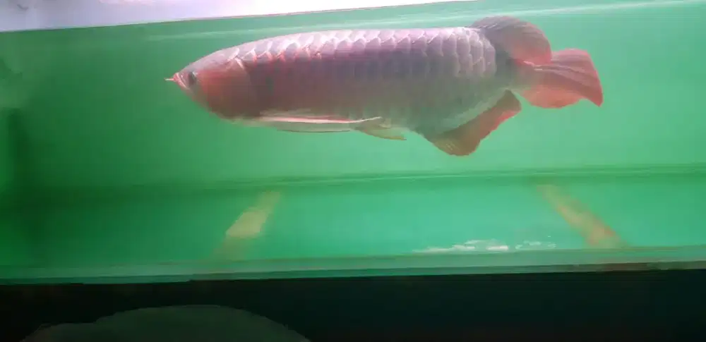 Ikan arwana Super Red