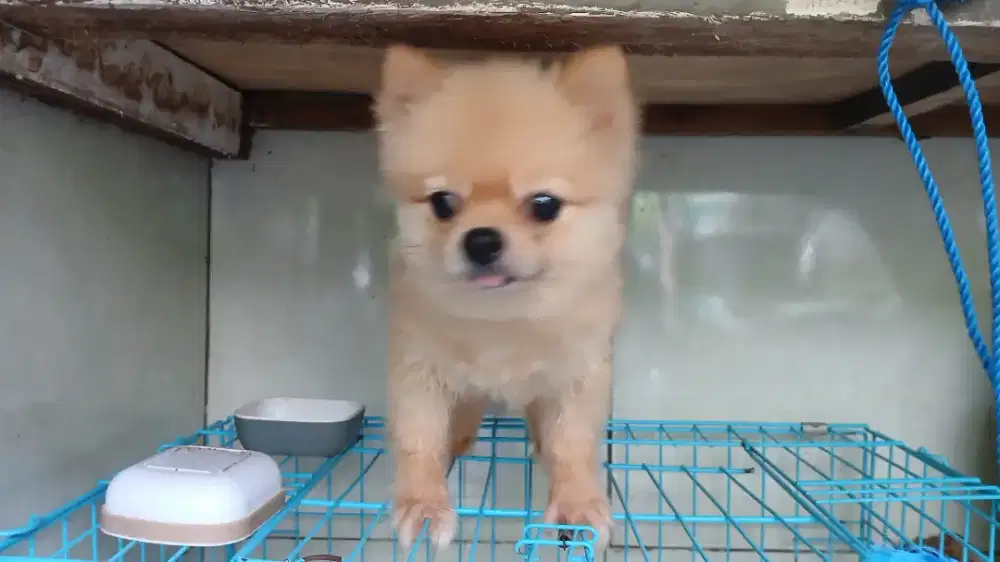 Anjing Mini Pom