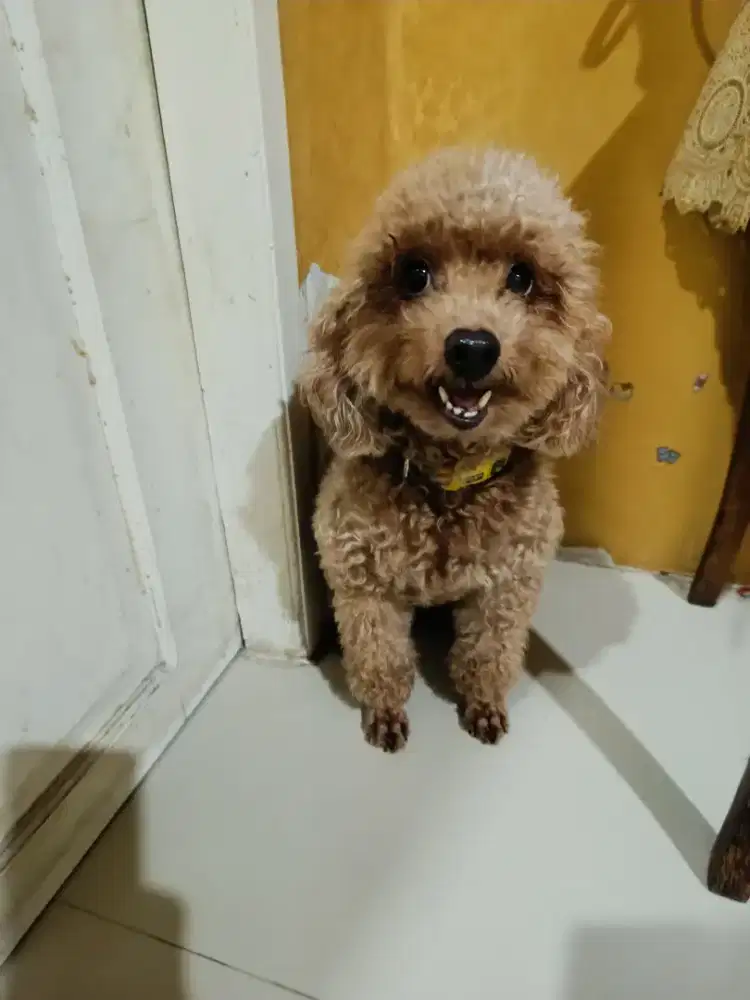 Anjing poodle cakep dan manja