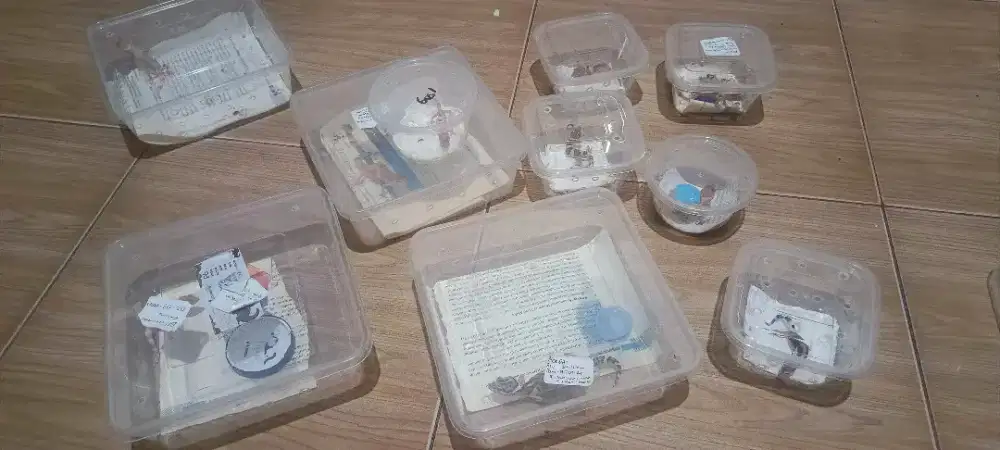 Leopard gecko jakarta timur murah