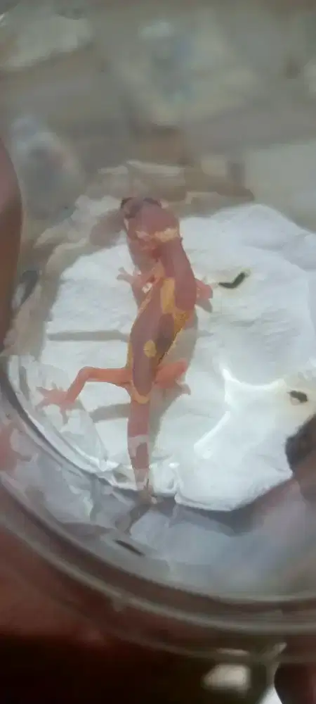 Leopard gecko black night tremper