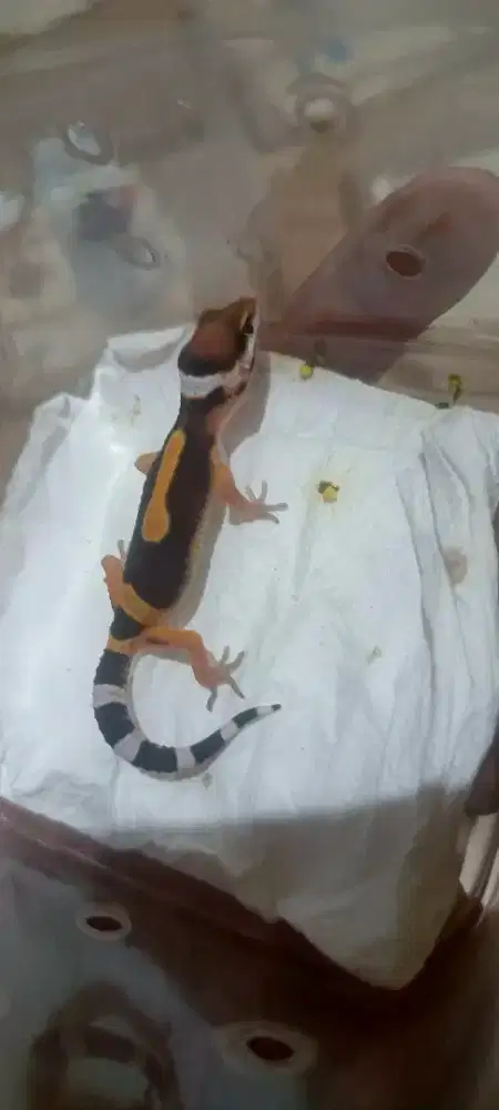 Leopard gecko black night stripe