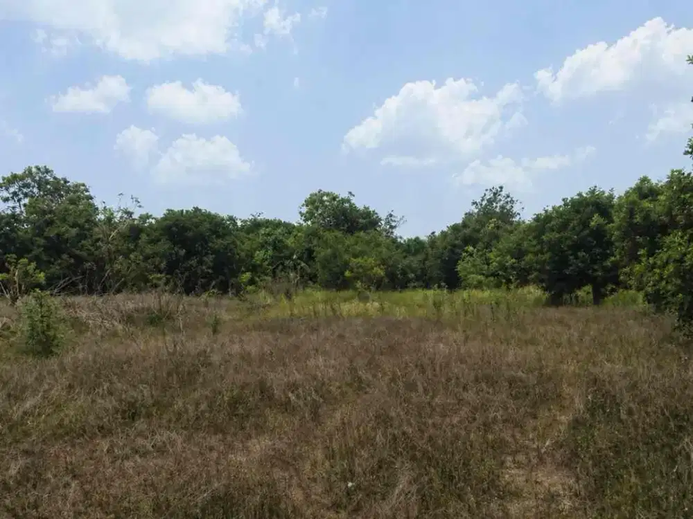 DIJUAL – Tanah Luas Strategis untuk Agrobisnis di Purwadadi, Subang