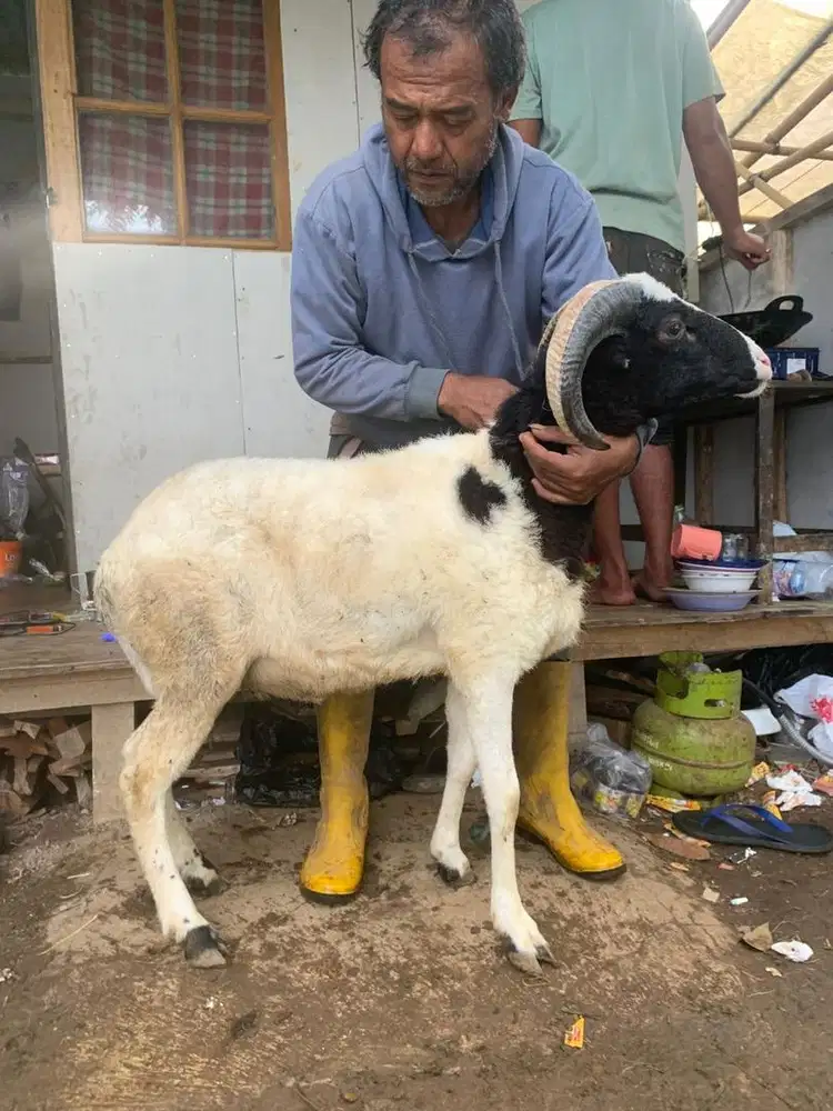 Domba qurban aqiqah murah langsung dari peternak