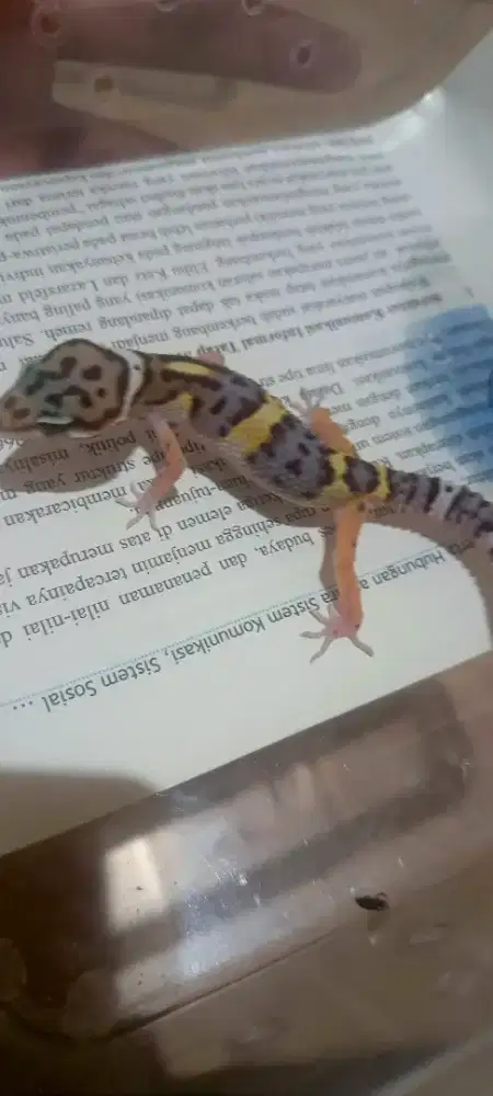 Leopard gecko juve bn Macksnow