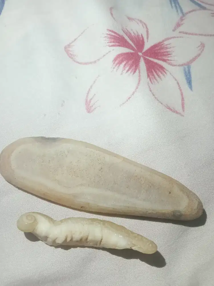 Fosil laut asli natural langka