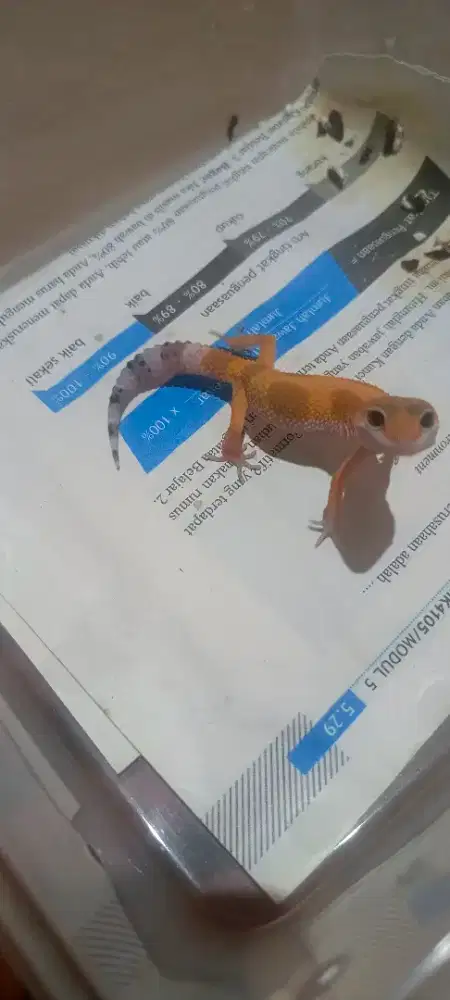 Leopard gecko anakan bn t x emrs