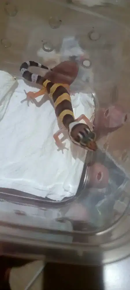 Leopard gecko anakan bn c tremper pair