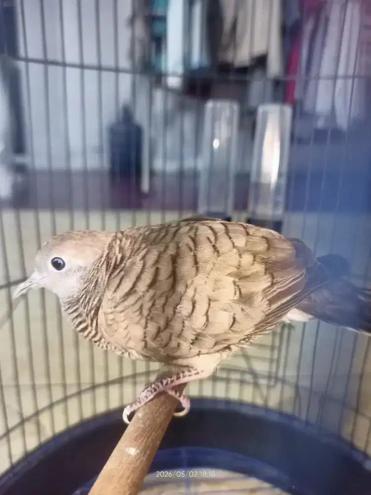 Burung Perkutut Gratis