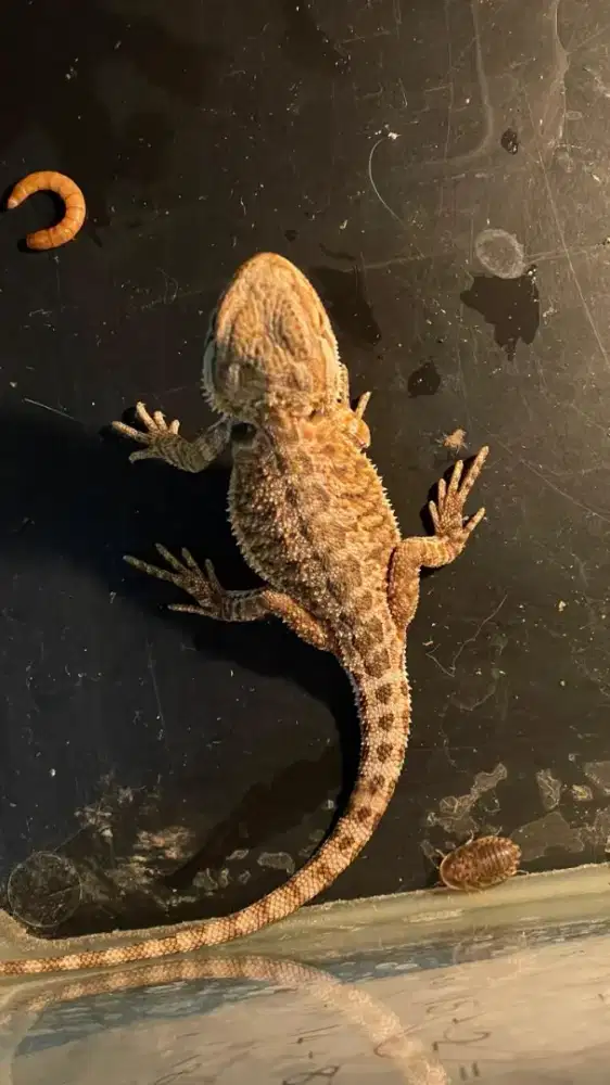 Anakan bearded dragon 2 bln an
