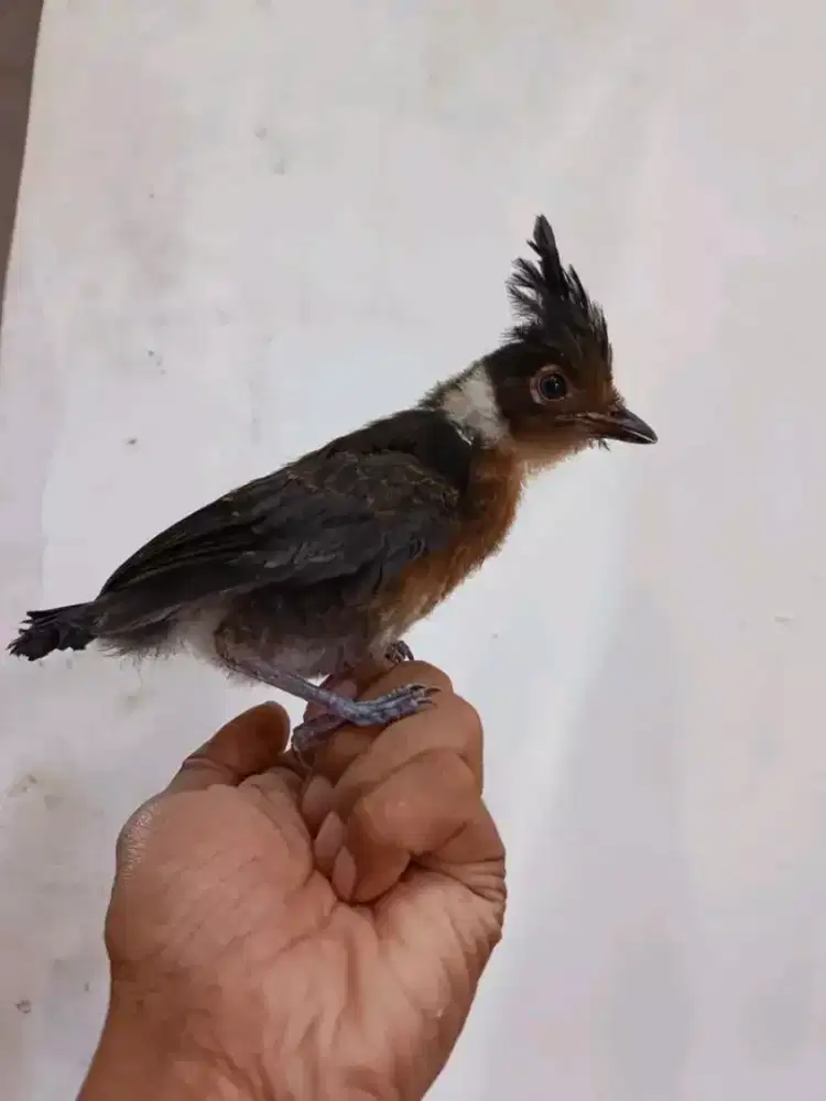 Anakan burungcillin hitam jinak mandiri