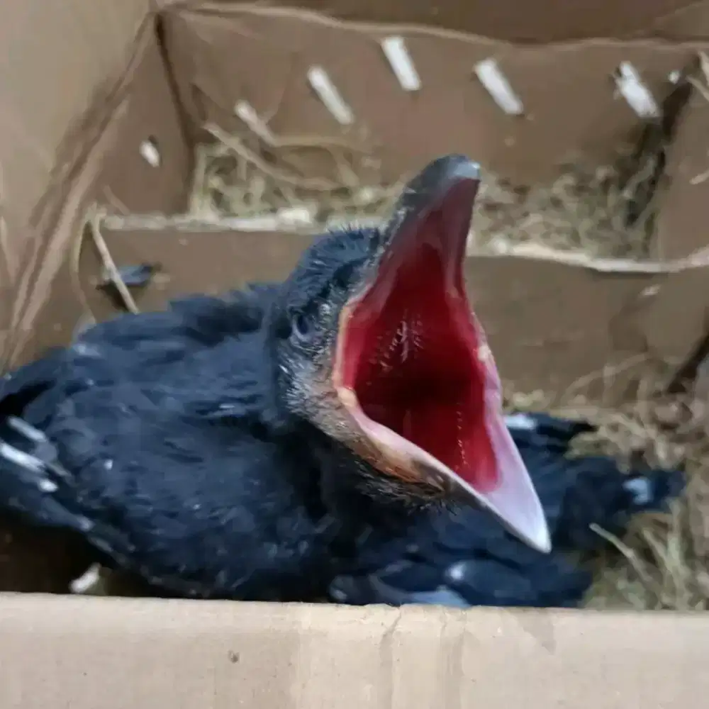 Anakan burung ggkgaok big