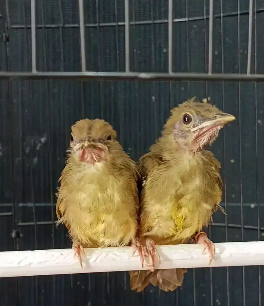 Anakan cucak jenggot jawa