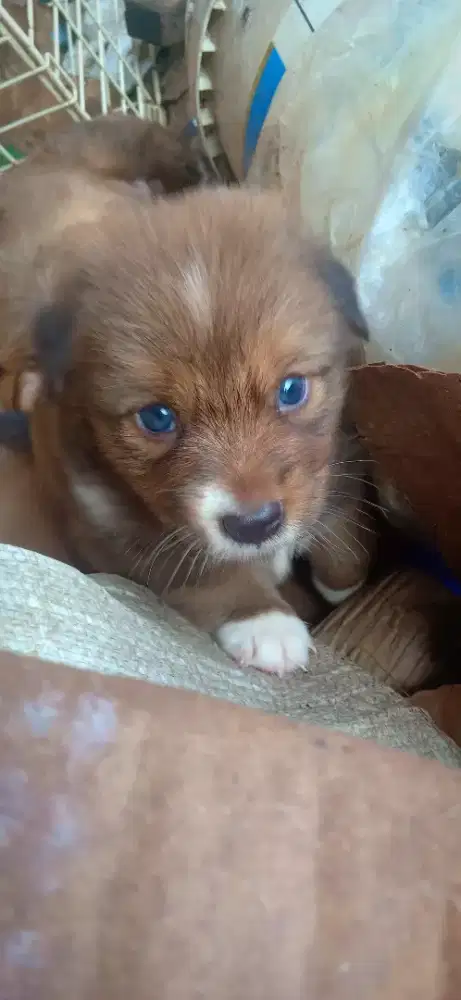 Anak anjing unik mata biru