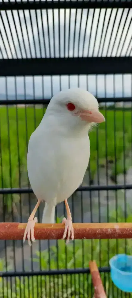 Cendet albino rawatan bunyi