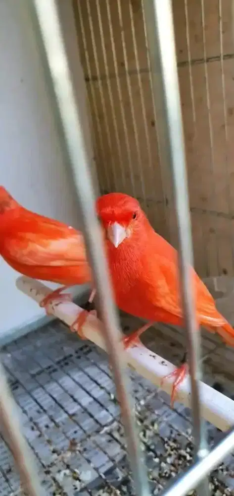 Kenari merah lokal sepasang siapan