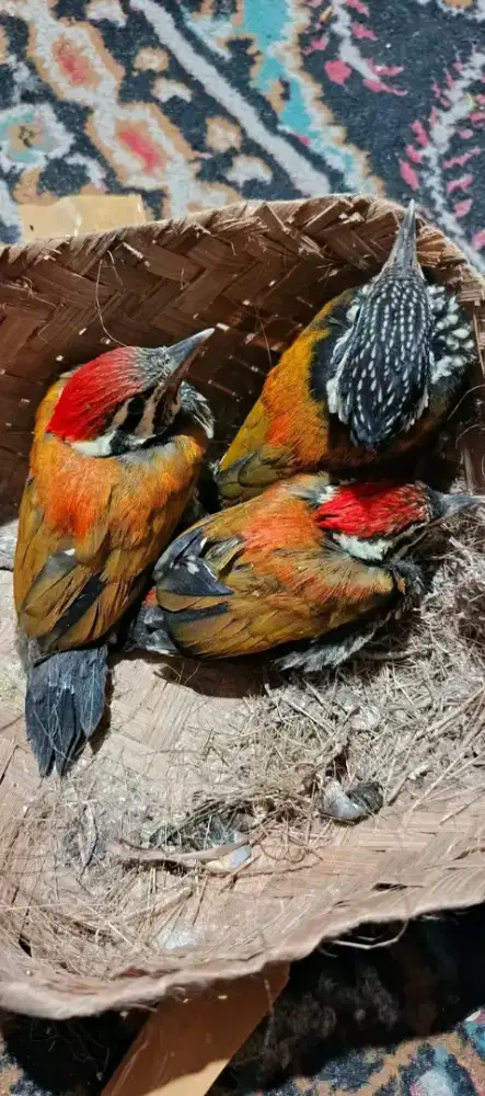 Anakan masteran viral jantanan
