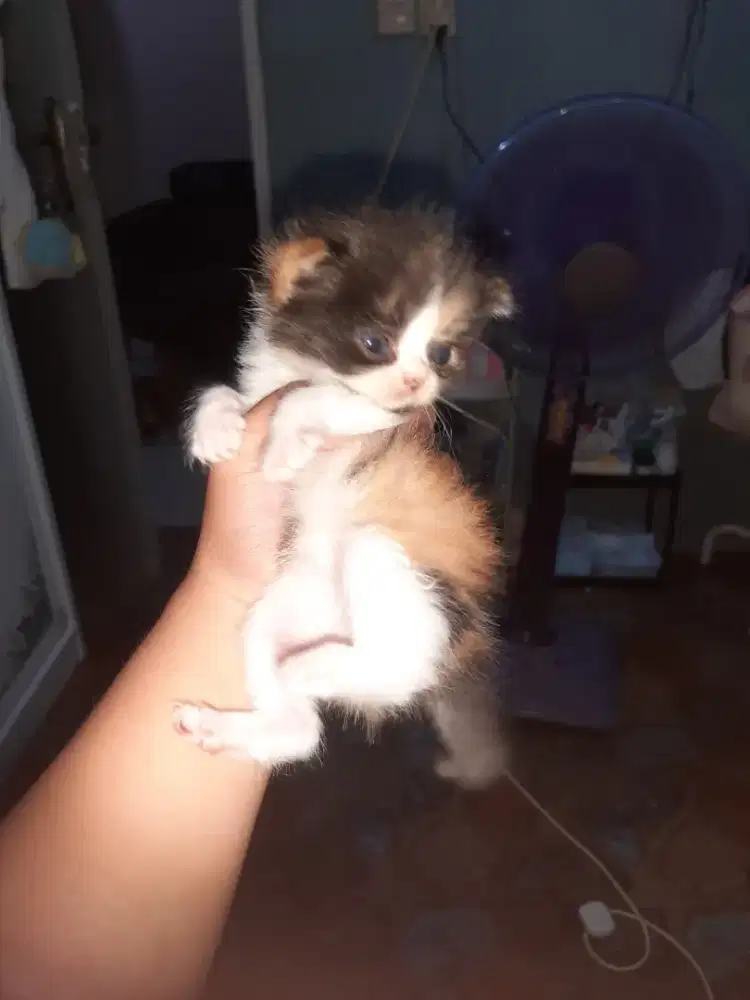 Kucing persian kitten
