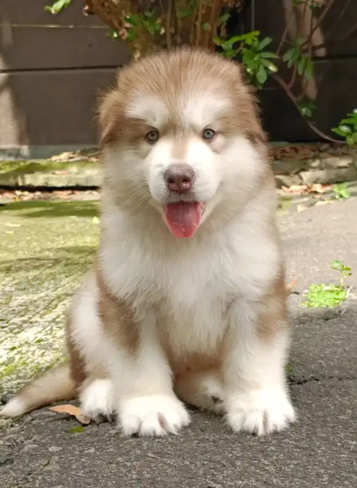 Puppy alaskan warna eksklusif