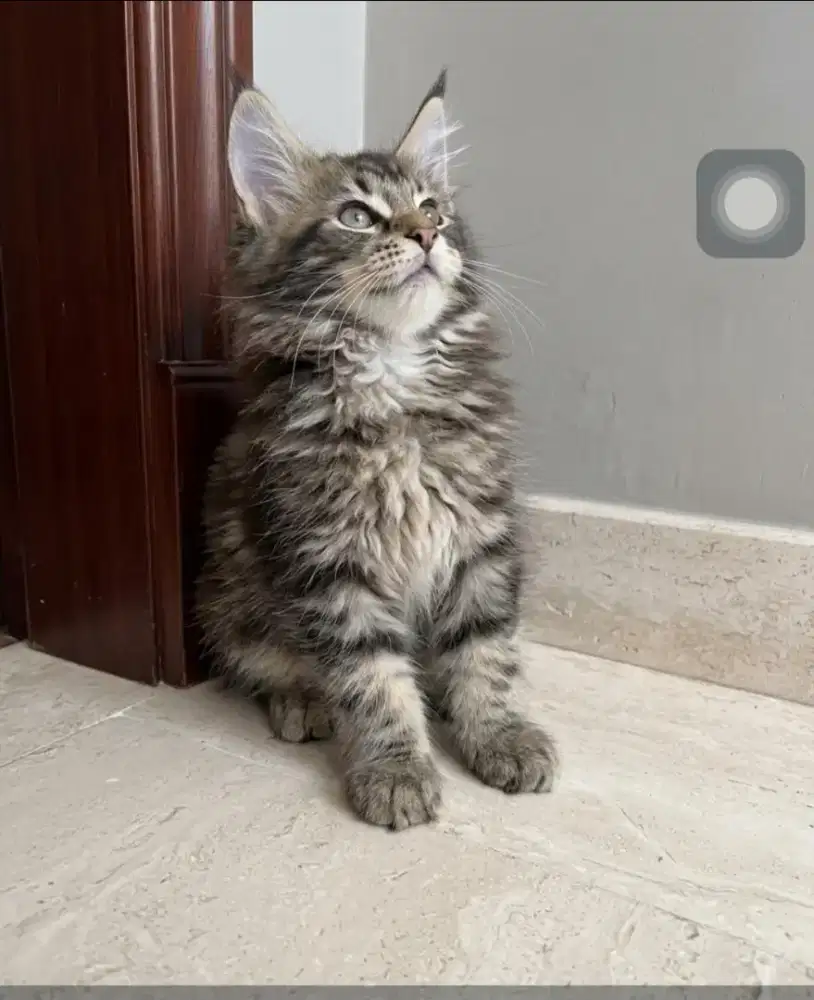 Kucing Maine Coon