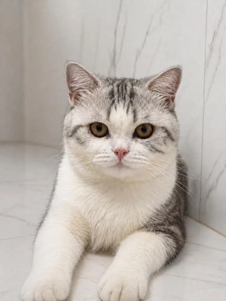 British Short Hair Bico Black Tabby