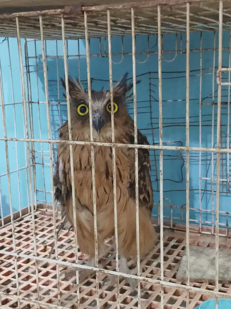 Menarik Burung HANTU