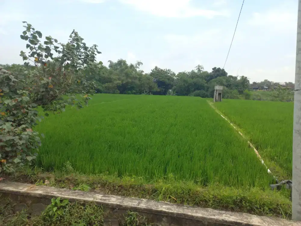 Tanah Sawah Wonolopo Tasikmadu Karanganyar