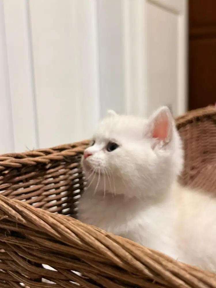 British Short Hair White Color Point (Blue Eyes)