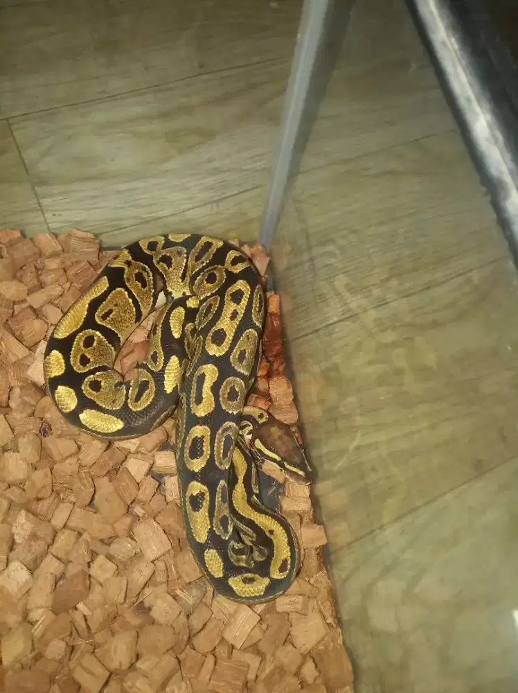 BP male YB Mocha