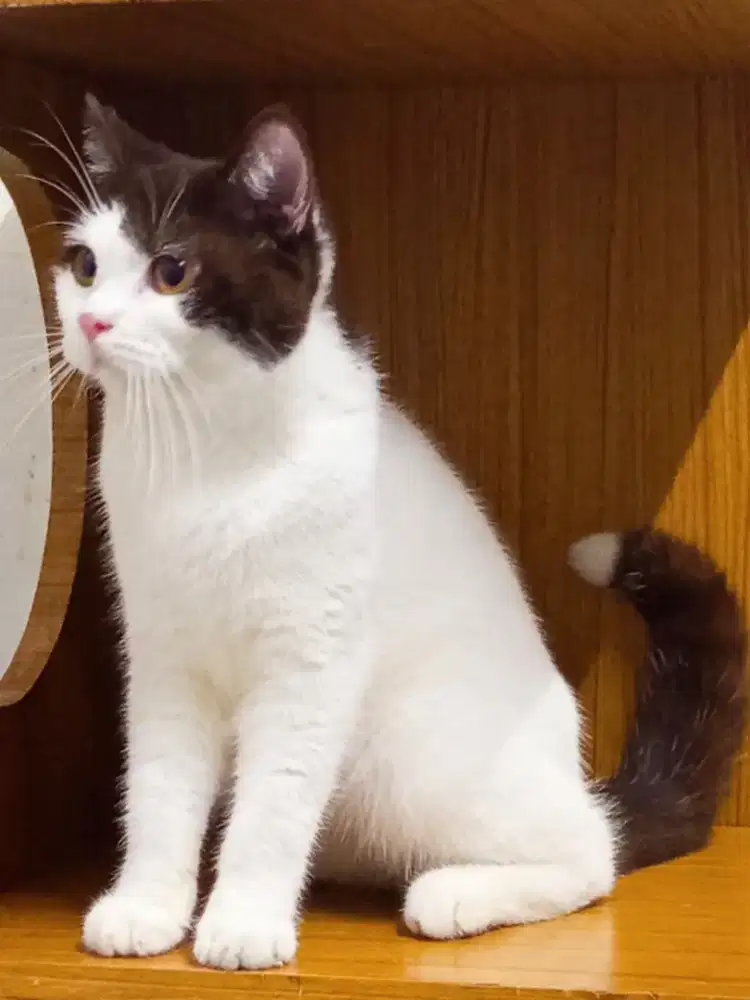 BSH bicolor Choco
