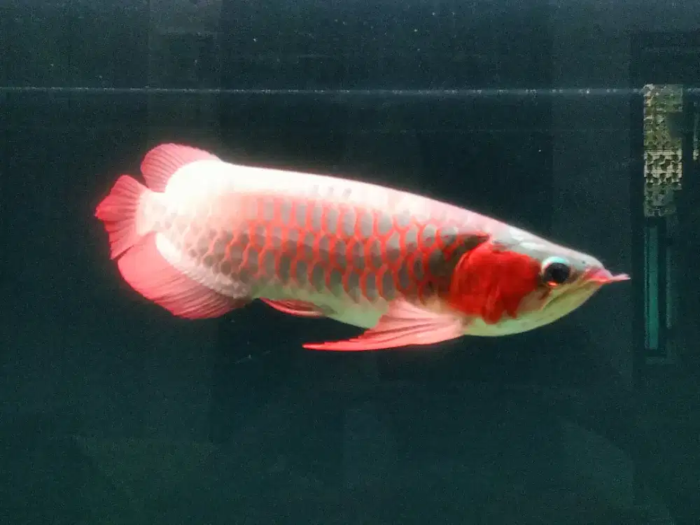 arwana super red